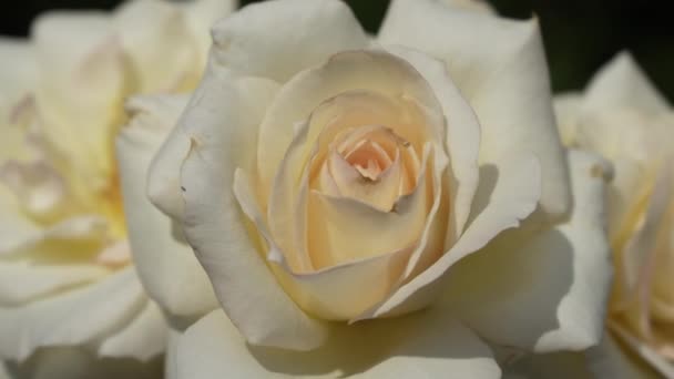 Gemme Aperte Una Rosa Bianca Ondeggiano Nel Vento Primo Piano — Video Stock