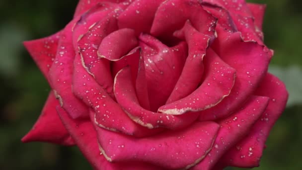 Otevřený Pupen Rudé Vínové Růže Zakřivenými Okvětními Lístky Zblízka Rozmazané — Stock video