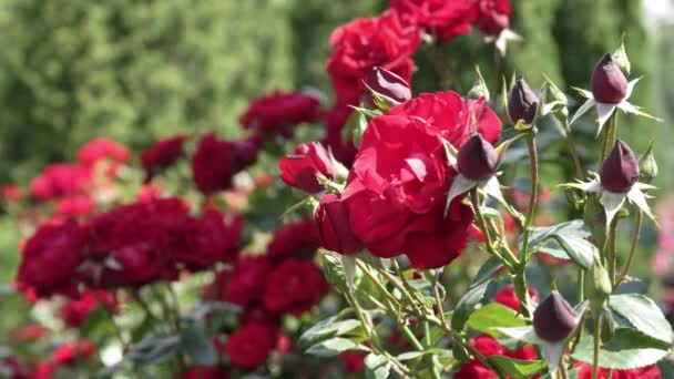 Aleja Kwitnących Krzewów Czerwonych Róż Otwarte Kwiaty Róż Niedmuchane Pąki — Wideo stockowe