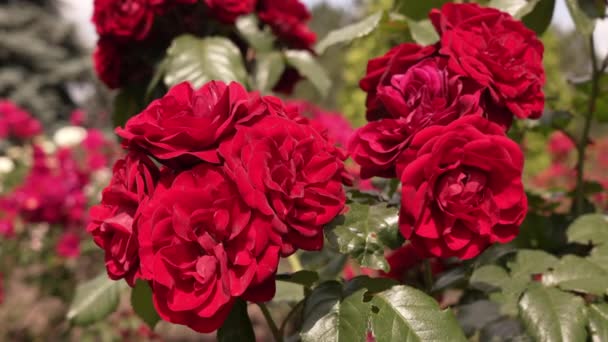 Безліч Квітучих Квіток Червоної Троянди Прекрасні Квітучі Квіти Кущах Панорамний — стокове відео
