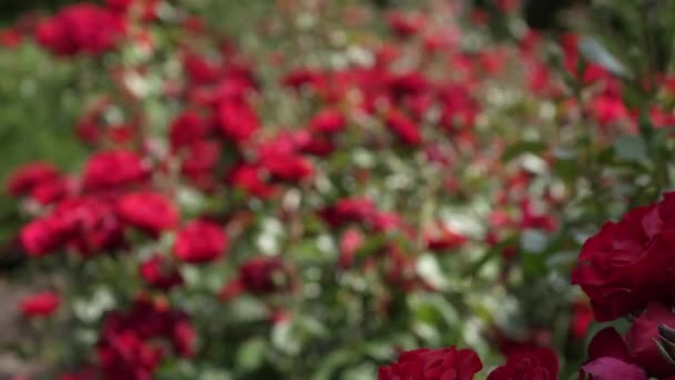 Bunga Bunga Merah Mekar Bergoyang Dalam Angin Latar Belakang Kabur — Stok Video