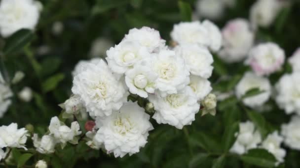 Une Branche Une Rose Blanche Abondamment Fleurie Petites Fleurs Blanches — Video