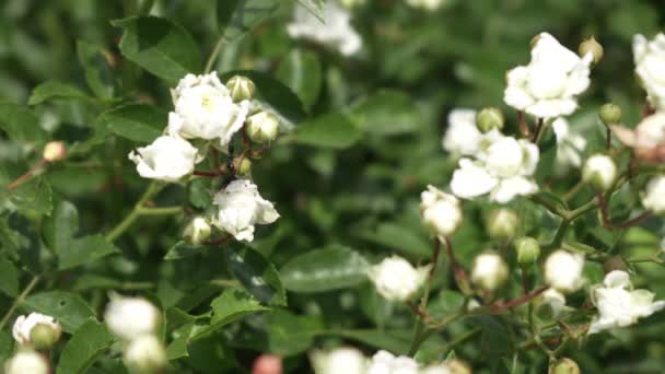Муравей Ползает Открытым Цветам Белой Розы Изобилии Цветущие Кустарники Мелких — стоковое видео