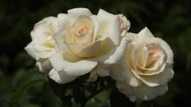Due Cime Aperte Una Grande Rosa Bianca Ondeggiano Nel Vento — Video Stock