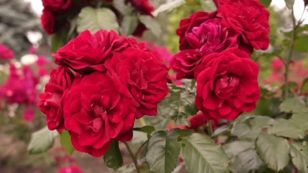 Rigeligt Blomstrende Fløjl Røde Rosenblomster Smukke Blomstrende Blomster Busk Panoramisk – Stock-video