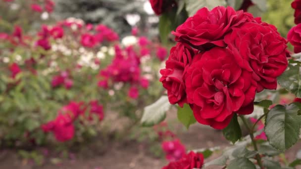 Ανθισμένα Μπουμπούκια Από Ένα Κόκκινο Βελούδο Τριαντάφυλλο Από Κοντά Θολή — Αρχείο Βίντεο