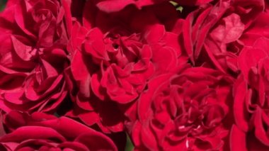 Red velvet roses close up out of focus. Bouquet of burgundy roses. Slow motion. High quality 4k footage