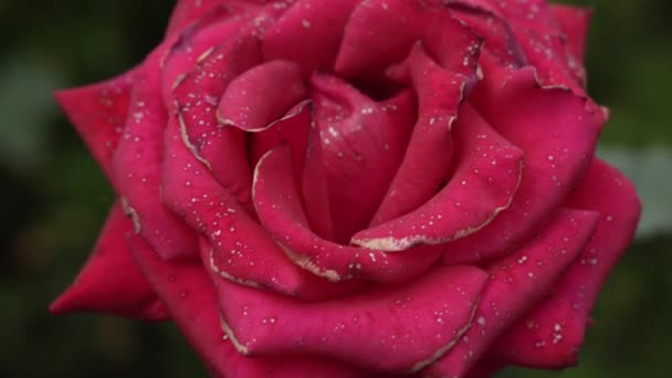 Opened Bud Red Burgundy Rose Curved Petals Close Blurred Background — Wideo stockowe