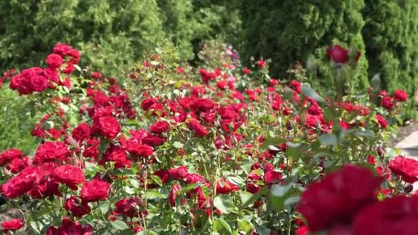 Bushes Profusely Blooming Red Burgundy Roses Sunny Day Panorama Fps — 图库视频影像