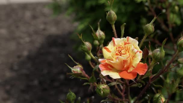 Turuncu Benekli Güzel Sarı Bir Gül Rüzgarda Sallanıyor Çiçek Açan — Stok video