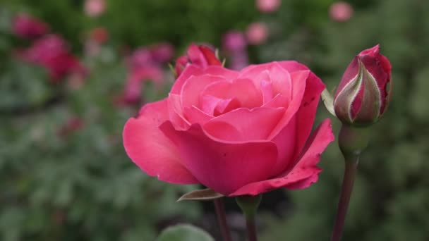 Piękny Otwarty Pączek Szkarłatnej Różowej Róży Małymi Pączkami Kołysze Się — Wideo stockowe
