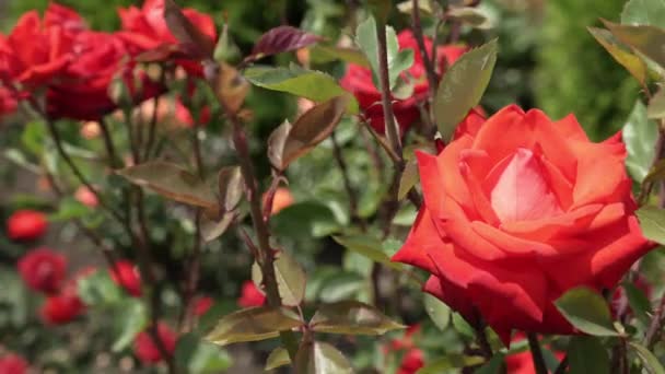 Pąki Pięknej Szkarłatnej Różowej Róży Małymi Pączkami Kołyszą Się Wietrze — Wideo stockowe