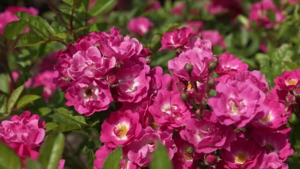 Відкриті Бутони Ніжного Рожевого Чаю Троянди Крупним Планом Повільний Рух — стокове відео