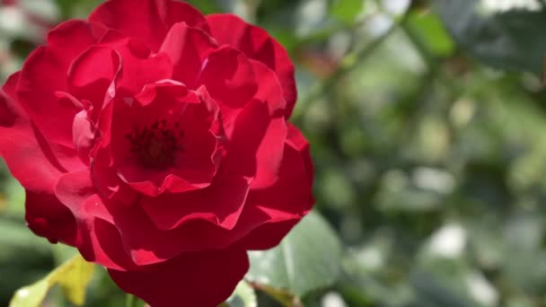 赤いバラの花を閉じました グラウンドカバーまたはハイブリッドティーレッドバラ 鮮やかな葉の背景 テキストの場所 高品質の4K映像 — ストック動画