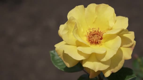 Відкрита Квітка Жовтої Троянди Гойдається Вітрі Сонячний День Крупним Планом — стокове відео