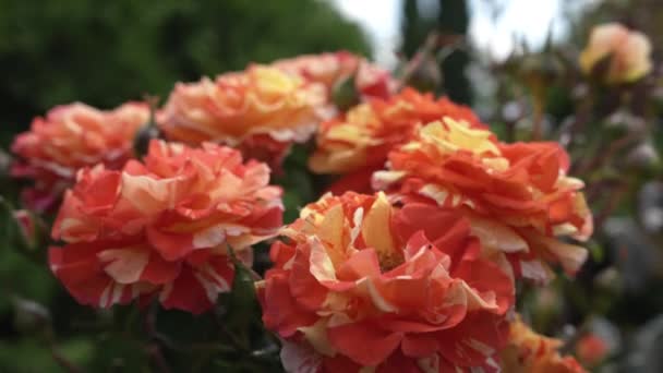 Jasne Żółto Pomarańczowe Róże Kołyszą Się Wietrze Słoneczny Dzień Zbliżenie — Wideo stockowe