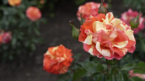 Ljust Gul Orange Ros Blommar Vinden Solig Dag Närbild Marktäcke — Stockvideo