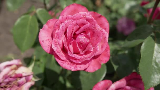 Otwarty Różowy Kwiat Róży Małymi Plamkami Słoneczny Dzień Zbliżenie Pokrywa — Wideo stockowe