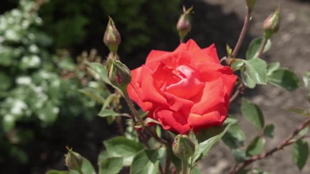 Невеликі Закриті Бутони Троянд Тлі Розмитої Рожевої Квітки Троянд Грунтове — стокове відео