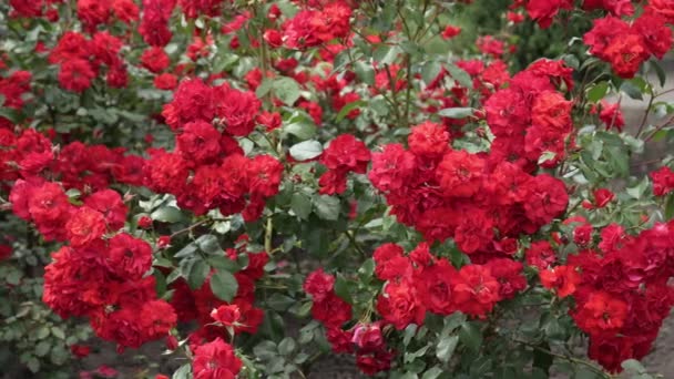 Багато Квітучих Кущів Червоних Троянд Красиві Червоні Квіти Природі Червона — стокове відео
