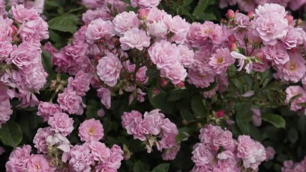 Overvloedig Bloeiende Struiken Van Delicate Roze Rozen Prachtige Roze Bloemen — Stockvideo