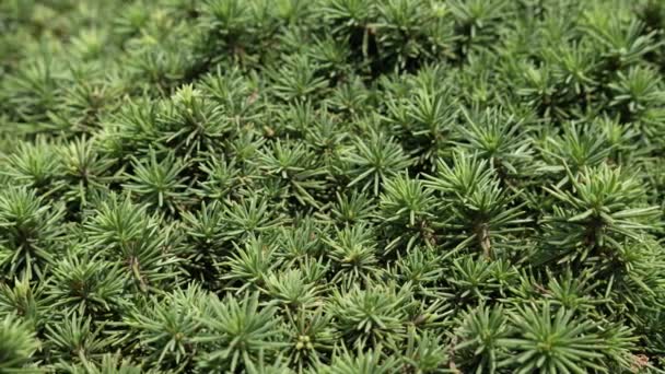 Λαμπερά Πράσινα Αγκαθωτά Κλαδιά Κωνοφόρων Πεύκων Μικρά Κλαδιά Κωνοφόρων Φυτών — Αρχείο Βίντεο