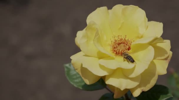 Een Honingbij Geland Een Bloem Van Een Grote Gele Roos — Stockvideo