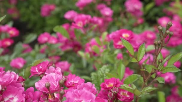 在阳光灿烂的日子里 自然界中美丽的粉色花朵 艳丽的粉红色玫瑰花丛 混合茶上升或地面覆盖上升 近景全景 高质量的4K镜头 — 图库视频影像