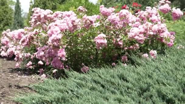 Krzewy Obficie Kwitnącej Delikatnej Różowej Róży Wśród Jałowca Roślin Iglastych — Wideo stockowe