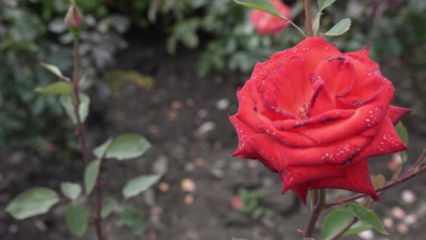 Відкрита Квітка Червоної Троянди Крупним Планом Грунтовий Покрив Або Гібридний — стокове відео