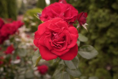 Kapalı kırmızı gül çiçeği. Saha örtüsü ya da hibrit çay kırmızı gül. Bulanık yapraklı arka plan. Metin için yer.