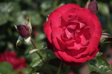Kapalı kırmızı gül çiçeği. Saha örtüsü ya da hibrit çay kırmızı gül. Bulanık yapraklı arka plan. Metin için yer. 