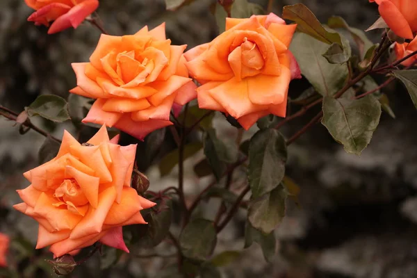 Tiga Mawar Oranye Yang Indah Dahan Close Latar Belakang Bunga — Stok Foto