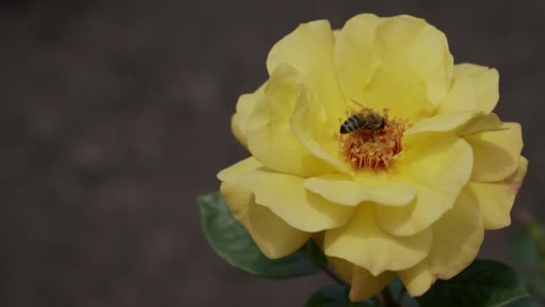 Abeja Recoge Néctar Flor Vuela Lejos Una Abeja Sobre Una — Vídeos de Stock