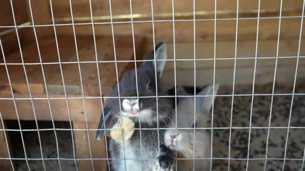 Zwei Niedliche Flauschige Kaninchen Einem Käfig Kaninchen Wollen Fressen Und — Stockvideo