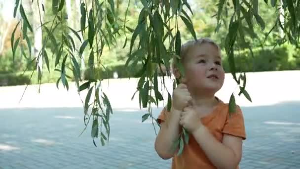 Красивий Білошкірий Хлопчик Грає Листям Дерева Хлопчик Тягне Корону Дерева — стокове відео