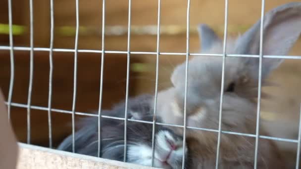 Дві Милі Пухнасті Кролики Клітці Кролики Хочуть Їсти Рухати Носом — стокове відео