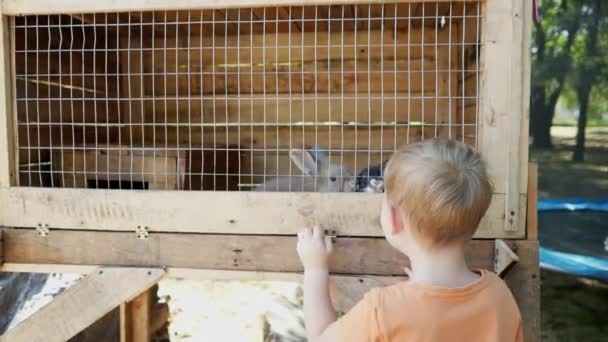 かわいいふわふわのウサギが檻の中に入っています 小さな少年がケージに指を入れ ウサギと遊びたがっている 動物保護コンセプト スローモーション 高品質の4K映像 — ストック動画