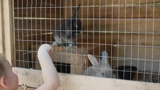 Due Simpatici Conigli Soffici Una Gabbia Ragazzino Mette Dito Nella — Video Stock