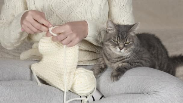 Close Crochê Uma Menina Irreconhecível Crochê Com Gato Seus Braços — Vídeo de Stock