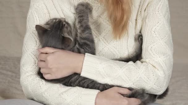 Oigenkännlig Flicka Vit Stickad Tröja Stryker Fluffig Grå Katt Närbild — Stockvideo