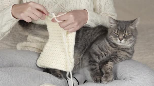 Close Crochê Uma Menina Irreconhecível Crochê Com Gato Seus Braços — Vídeo de Stock