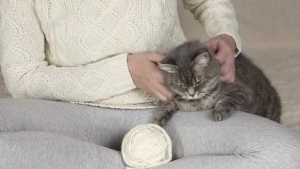 Unrecognizable Girl White Knitted Sweater Strokes Fluffy Gray Cat Knitting — Stock Video