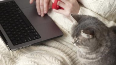 Tüylü gri bir kedi dizüstü bilgisayardaki çalışan bir kızın arka planına bakıyor. Yakın plan. Ağır çekim. Yukarıdan vurulmuş. Yüksek kalite 4k görüntü