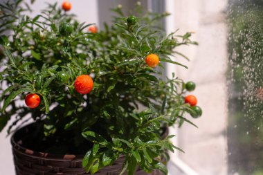 Evdeki pencere eşiğinde yetişen küçük kırmızı meyveler. Pencere kenarında bir sebze bahçesi. Güneşli bir günde çiçek serpmek. Camdaki tencerede domatesler. 