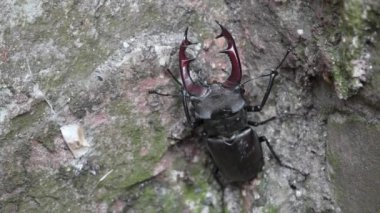 Büyük boynuzlu büyük bir geyik böceği bir taşın üzerinde oturur. Yakın plan. Gergedan böceği. Savaş böceği. Yüksek kalite 4k görüntü