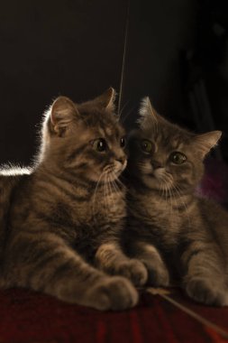 Zarif bir tekir kedi aynadaki yansımasına bakar. Ayna kompozisyonu. Güzel tüylü evcil İskoç kedisi. Yüksek kaliteli dikey fotoğraf