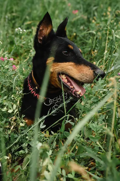 Güzel safkan, uzun bacaklı av köpeği. Bir köpeğin yakın plan portresi. Doberman Pinscher. Çiçek çayırındaki Alman doberman. Dikey fotoğraf. Yüksek kalite fotoğraf