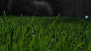Açık hava ortamında yemyeşil çimen bıçaklarının canlı yakın görüntüsü. Görüntü, doğanın dingin ve huzurlu atmosferini çimenlere ayrıntılı bir şekilde odaklanarak yakalıyor. Yüksek kalite 4k görüntü