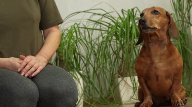 Kahverengi dachshund yerde sahibinin yanında oturuyor. Kadın kısmen görülebilir. İçerideler ve arka planda yeşil bitkiler var..